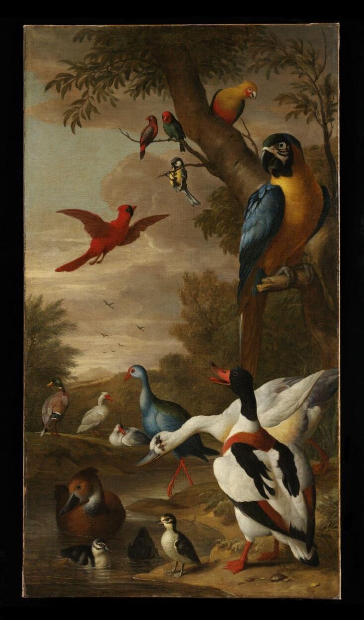Farm birds with a macaw and a tom-tit in a tree top image