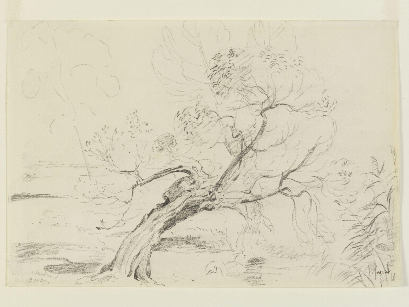 A willow tree in Flatford Meadows, John Constable, 13 October, 1827