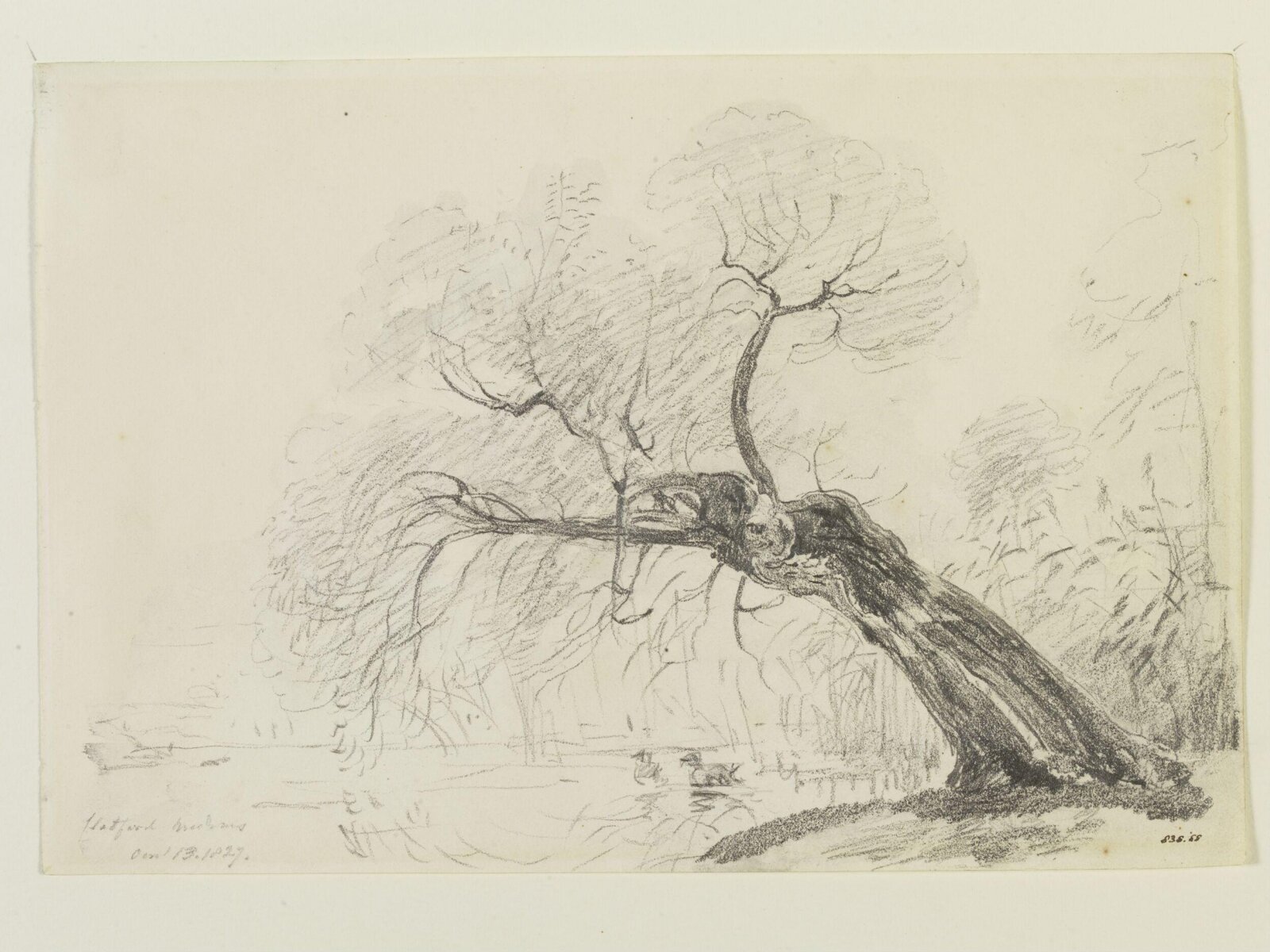 A willow tree in Flatford Meadows, John Constable, 13 October 1827