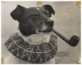 Toby the dog in Professor Bert Codman's Punch & Judy show