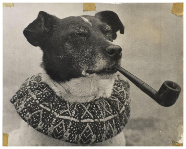 Toby the dog in Professor Bert Codman's Punch & Judy show image