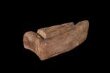Fragment of Wooden Moulding thumbnail 2