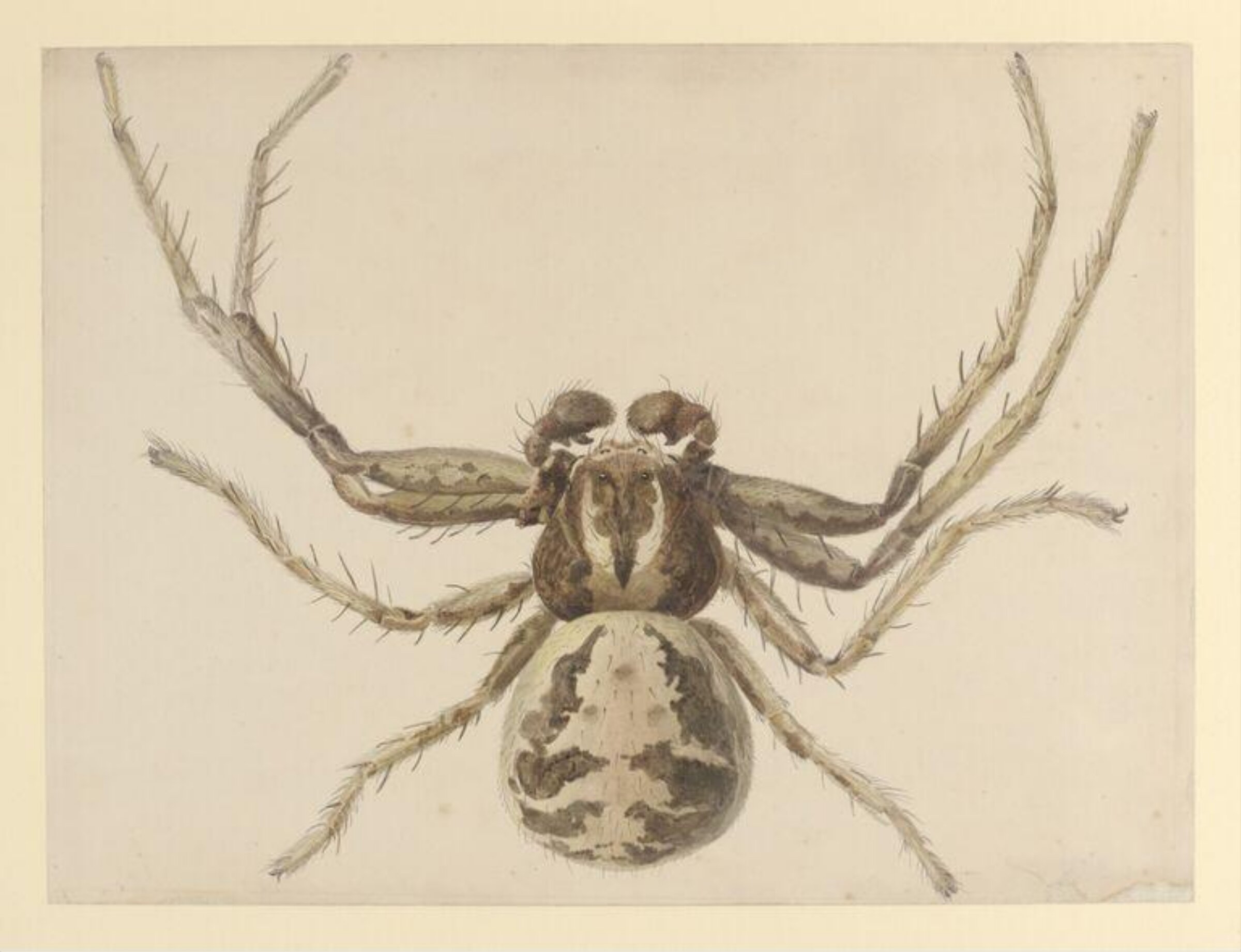 Watercolour, Beatrix Potter, ca.1887