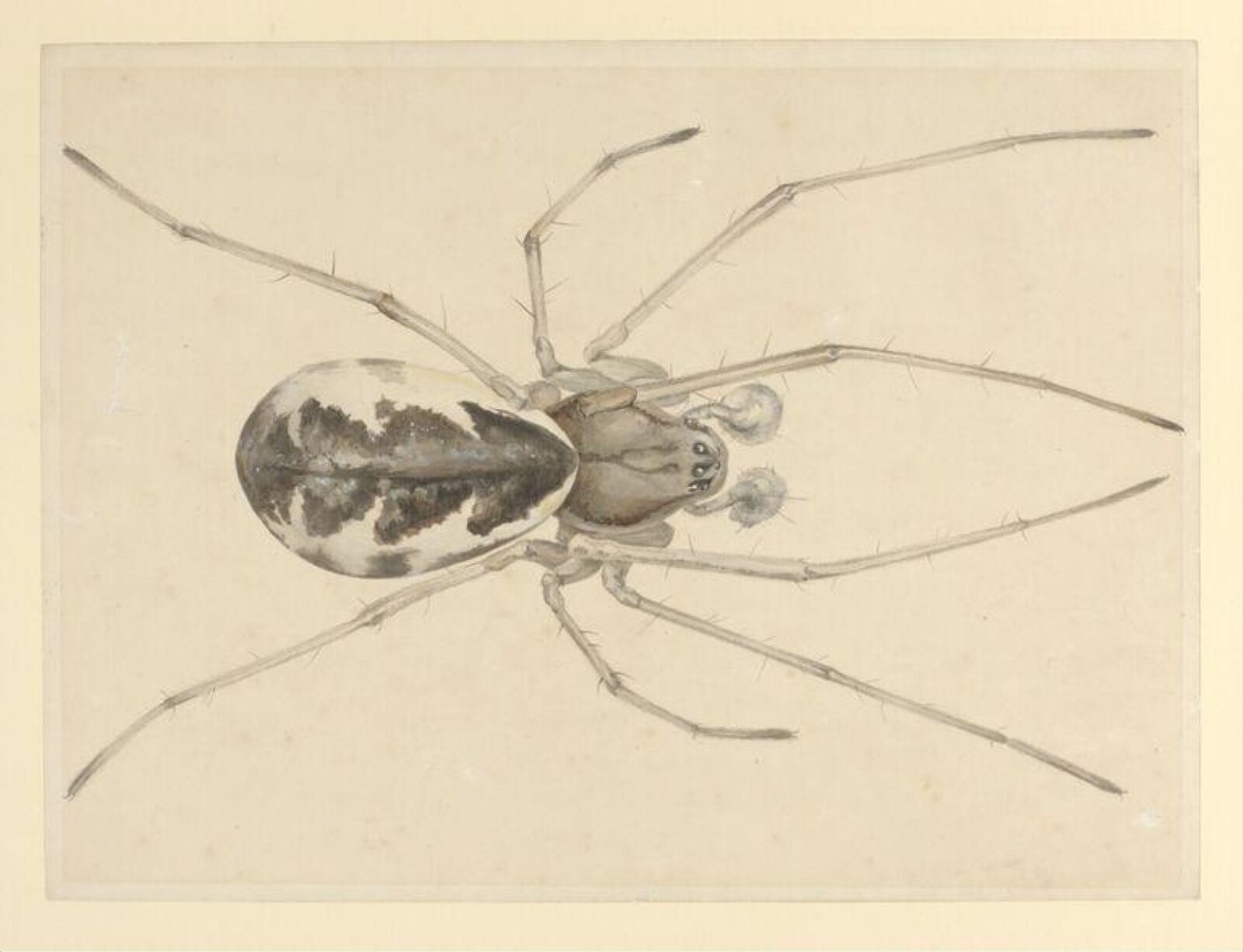 Watercolour, Beatrix Potter, 11/07/1887