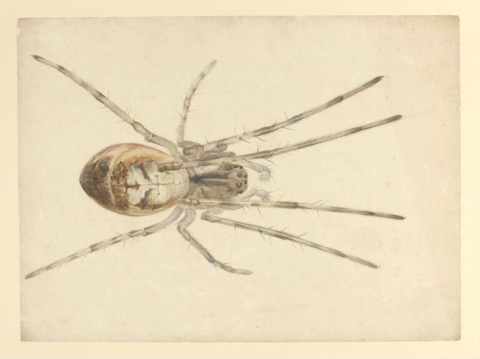 Watercolour, Beatrix Potter, ca.1887