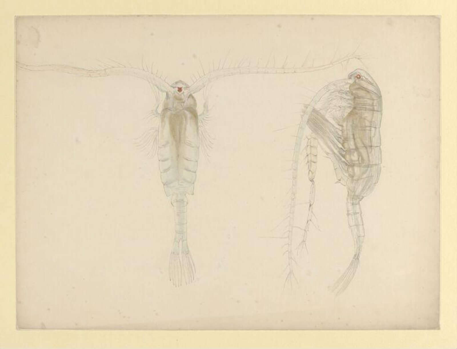 Watercolour, Beatrix Potter, 1/04/1887