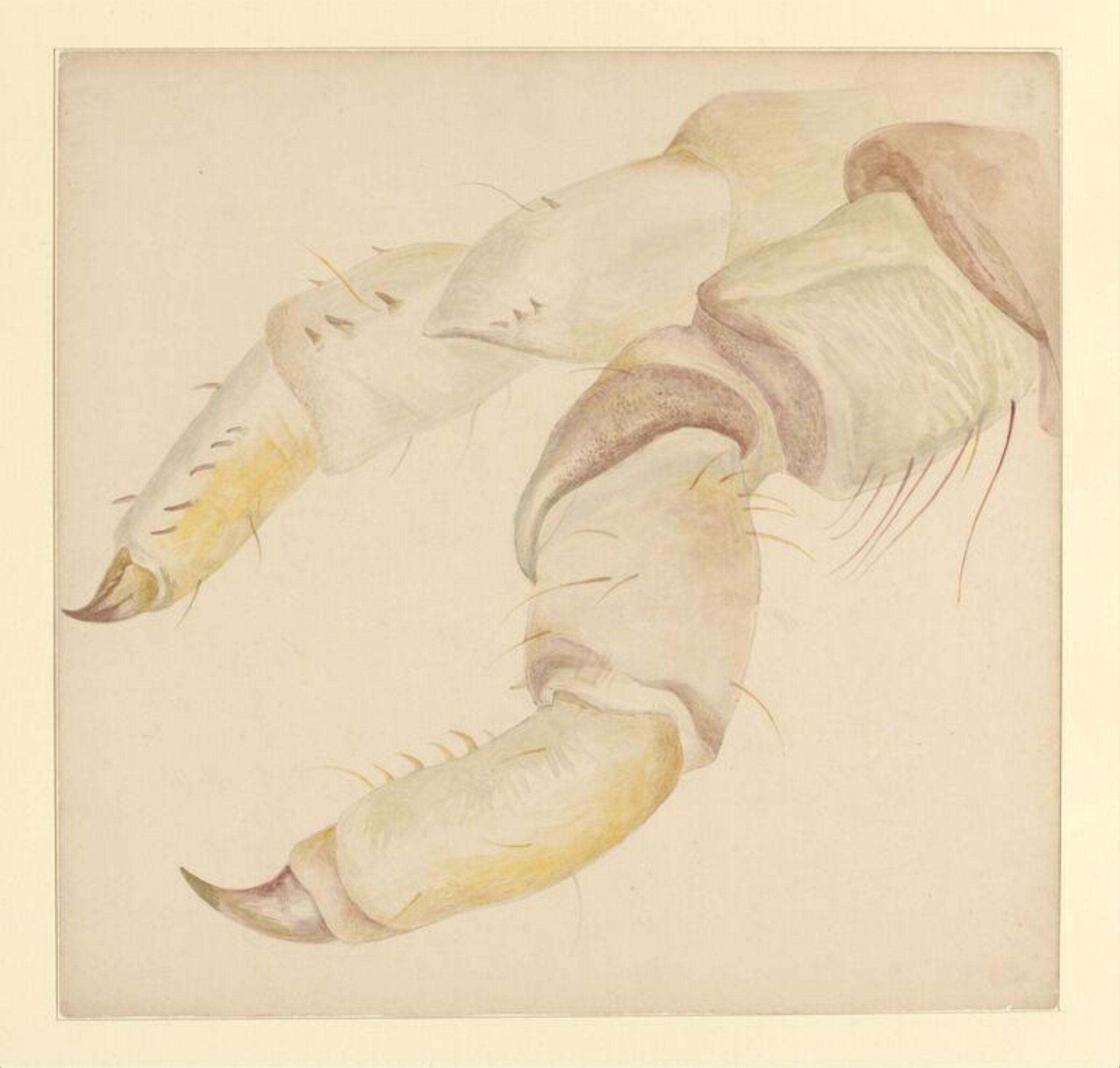 Watercolour, Beatrix Potter, 03/1885