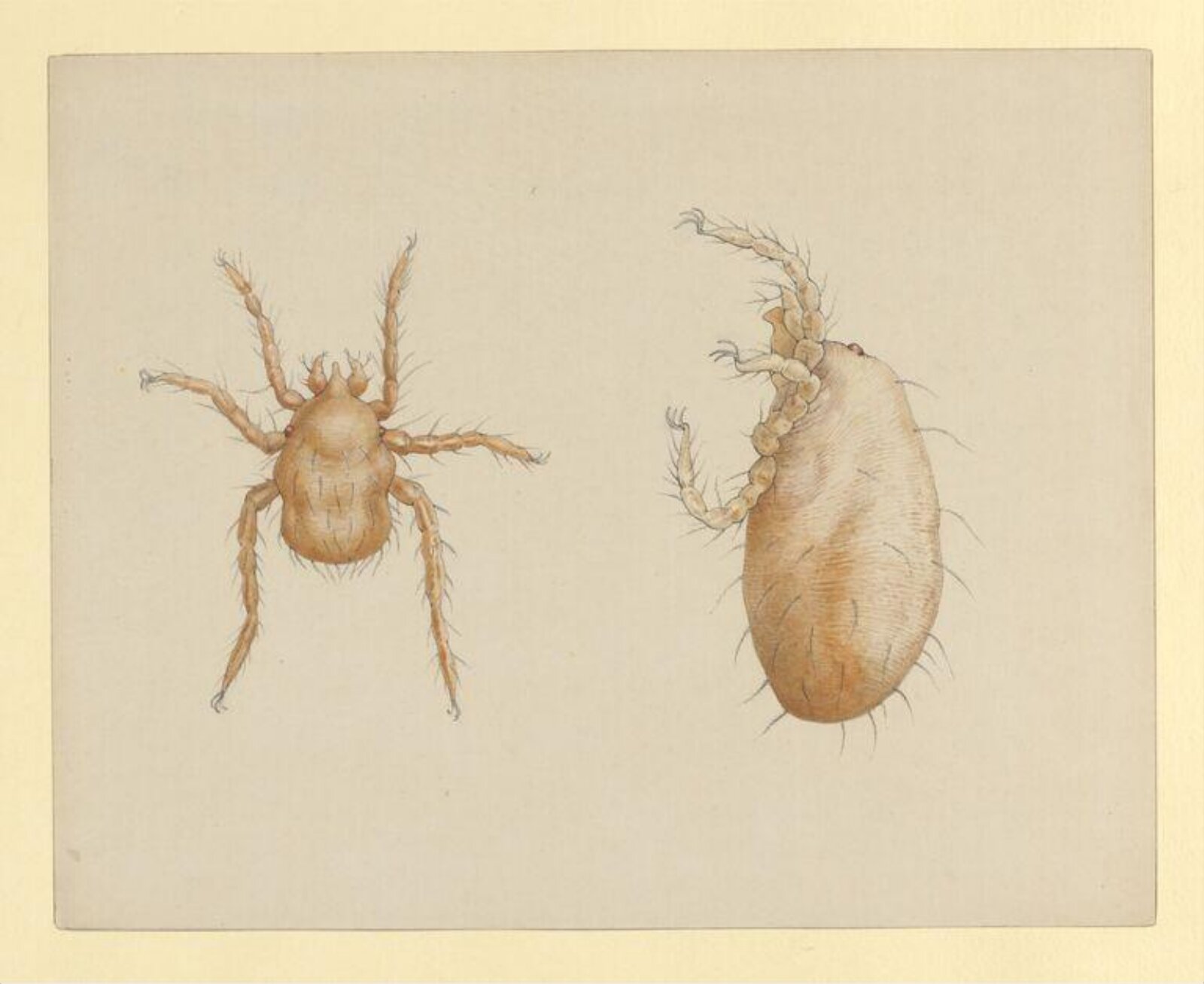 Watercolour, Beatrix Potter, ca.1887