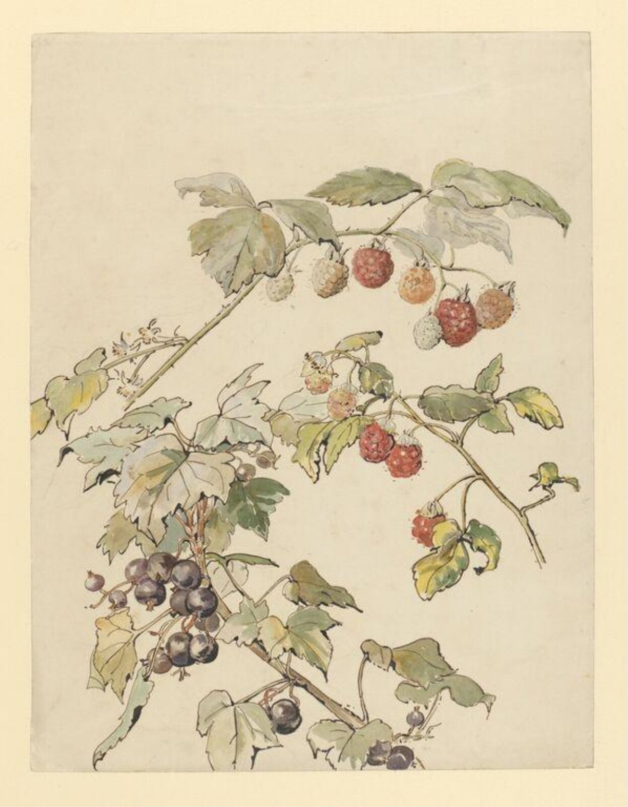 Fruit, Beatrix Potter, ca.1900