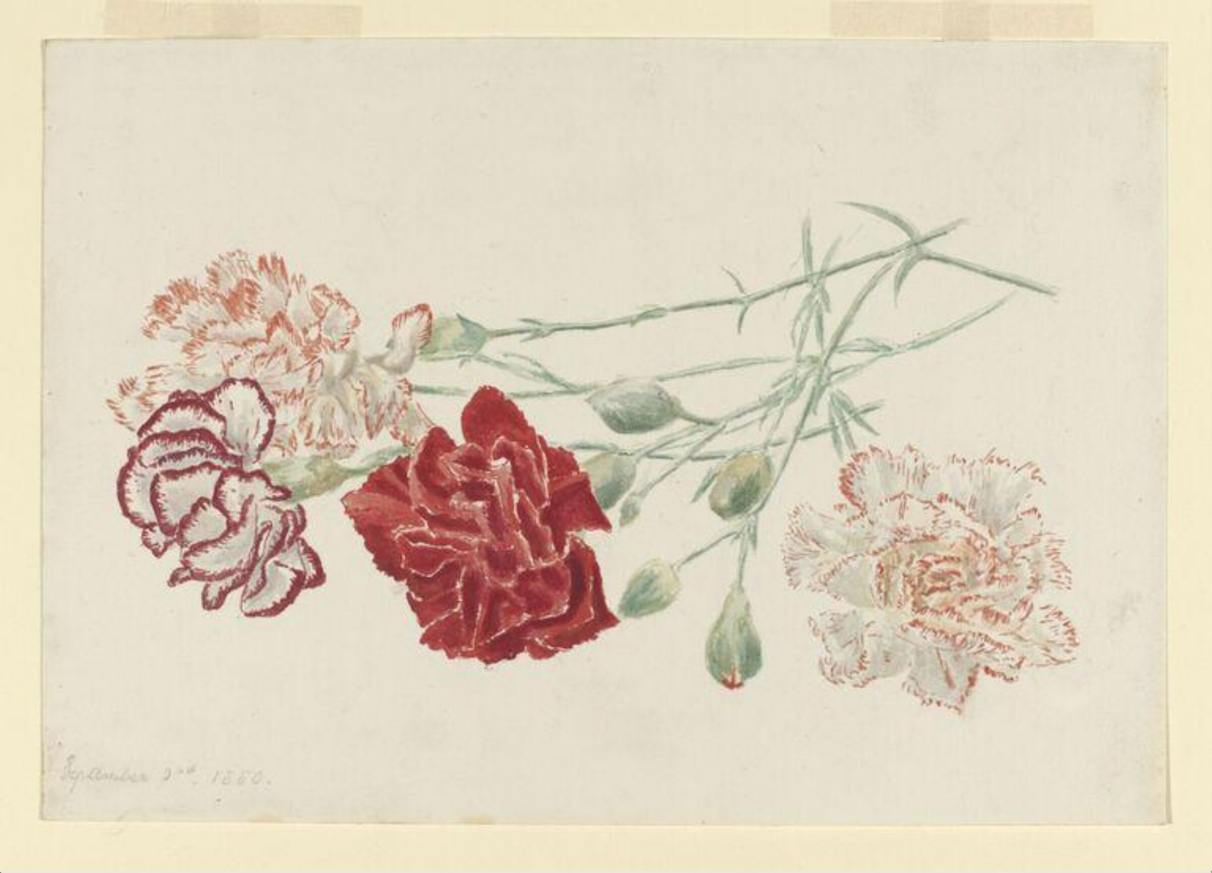 Drawing of laced carnations, Beatrix Potter, 2 September 1880