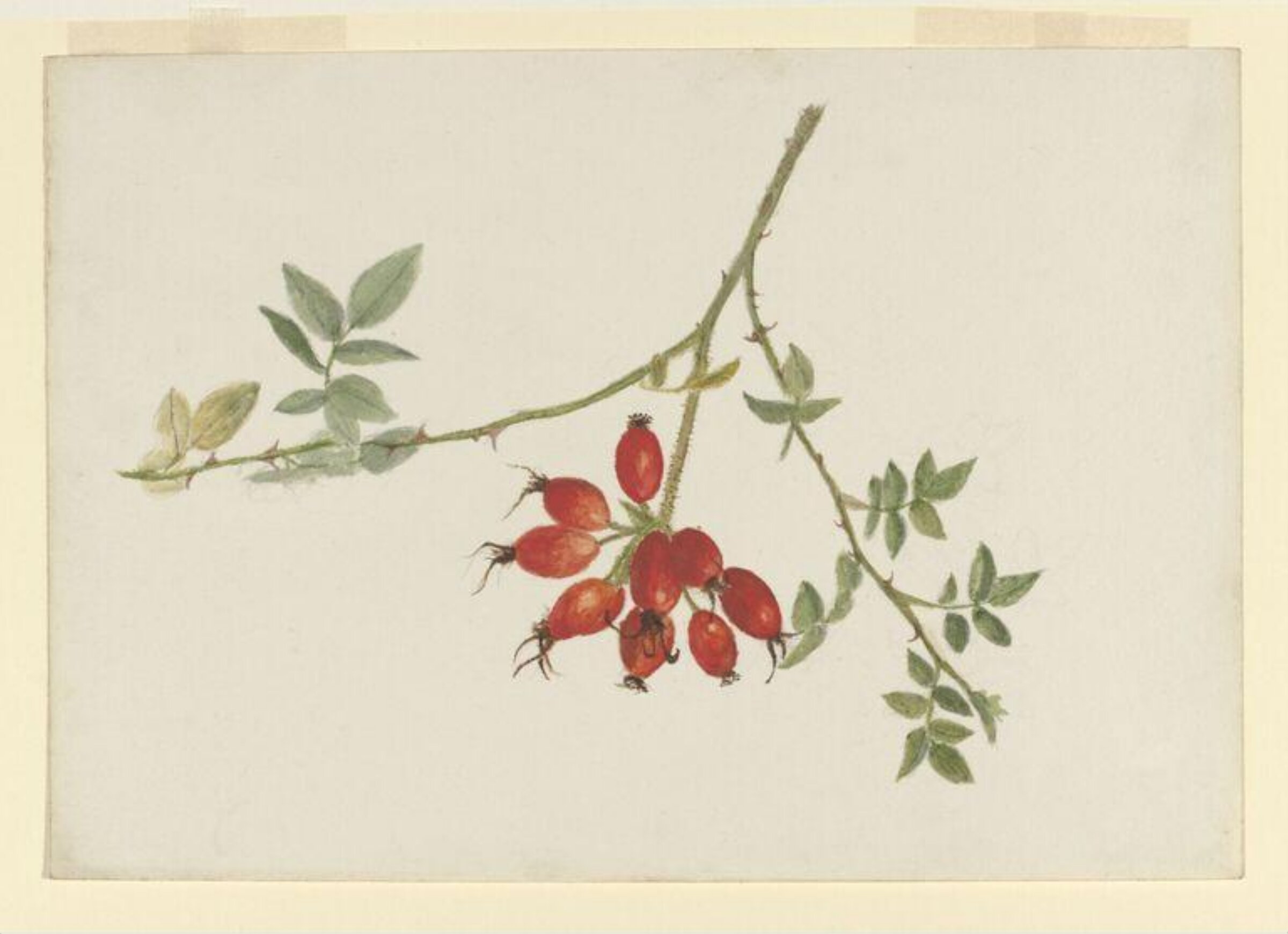 Study of a spray of rose-hips, Beatrix Potter, 1878-1879