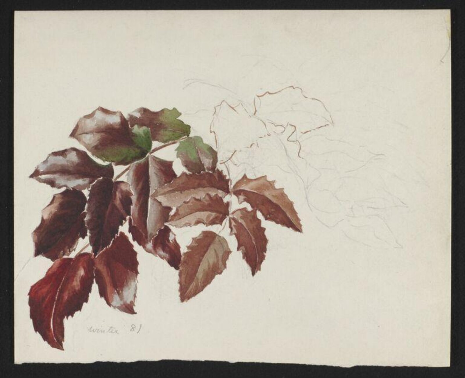 Watercolour, Beatrix Potter, 10/1881 -12/1881