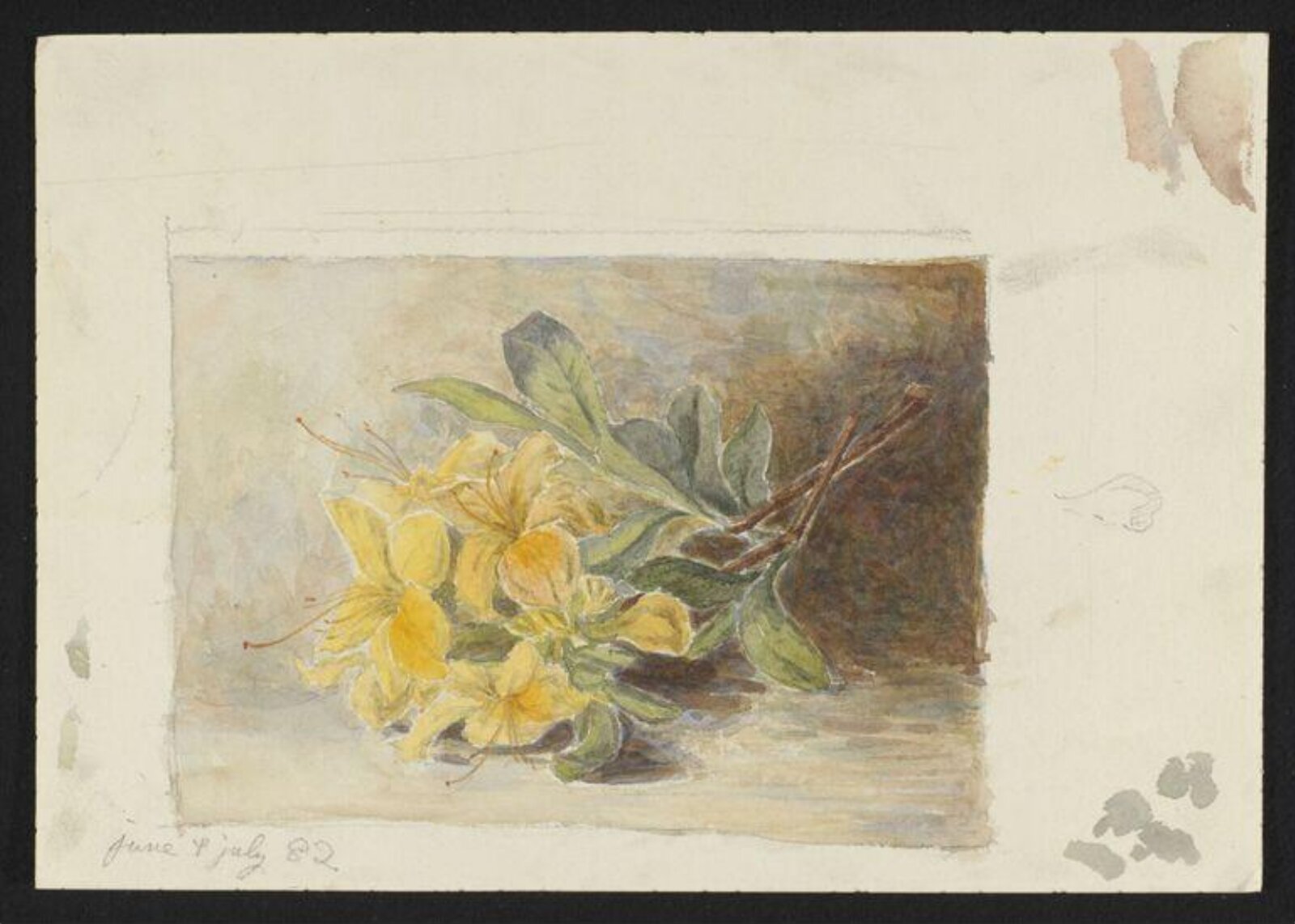 Watercolour, Beatrix Potter, 06/1882-07/1882