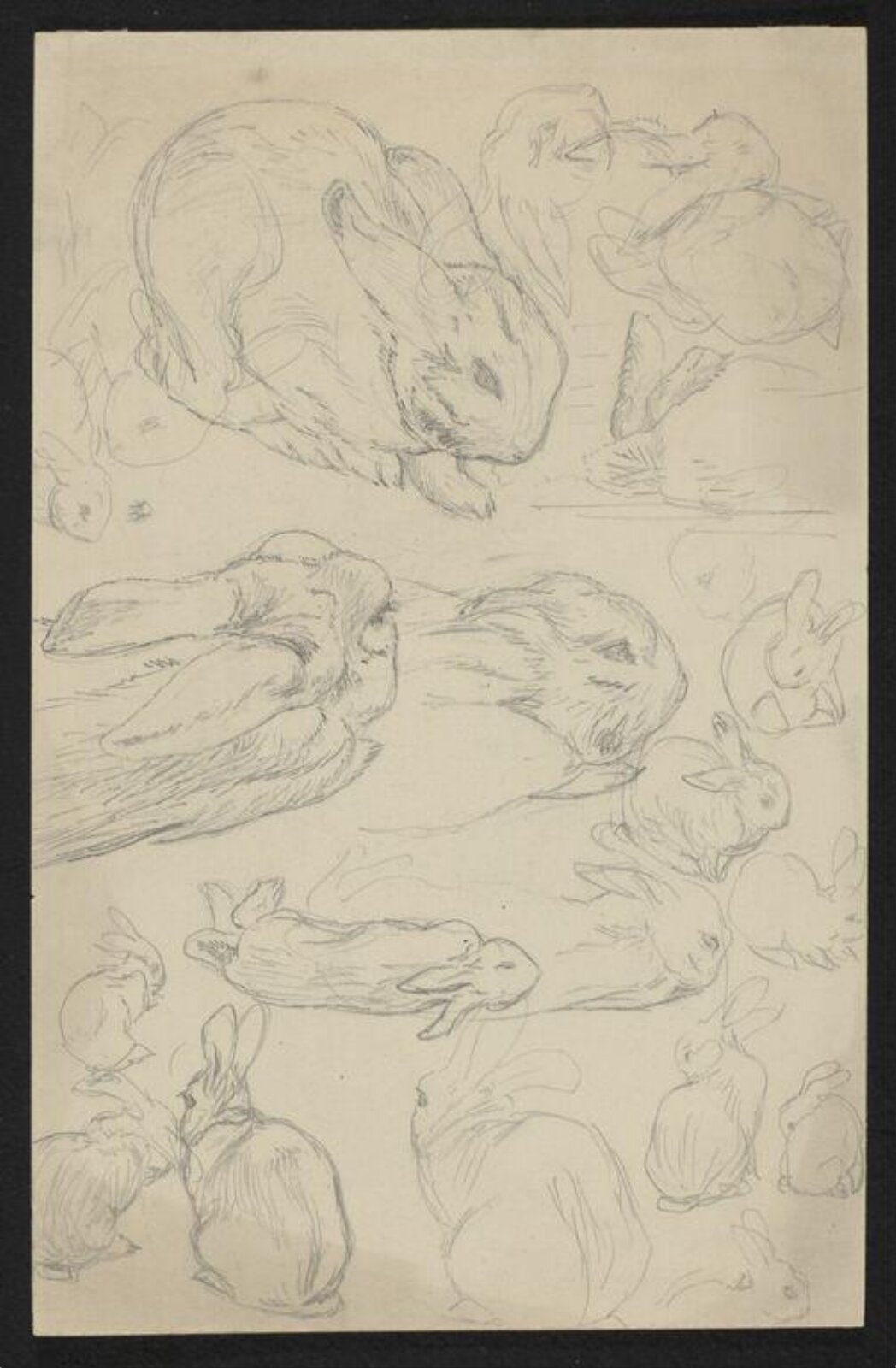 drawing, Beatrix Potter, ca.1890