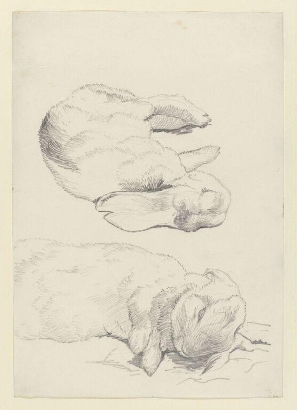 drawing, Beatrix Potter, 02/1899