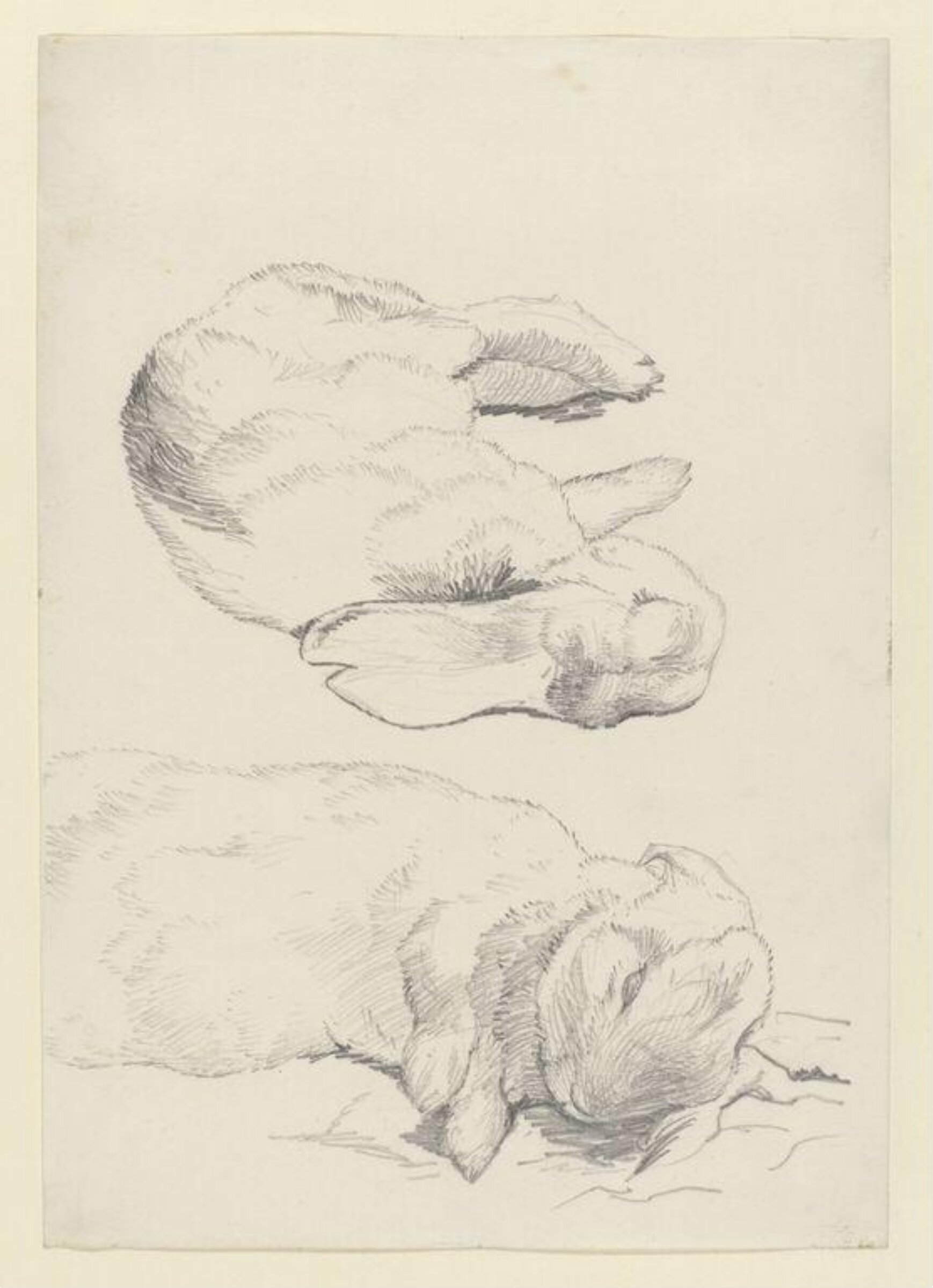 drawing, Beatrix Potter, 02/1899