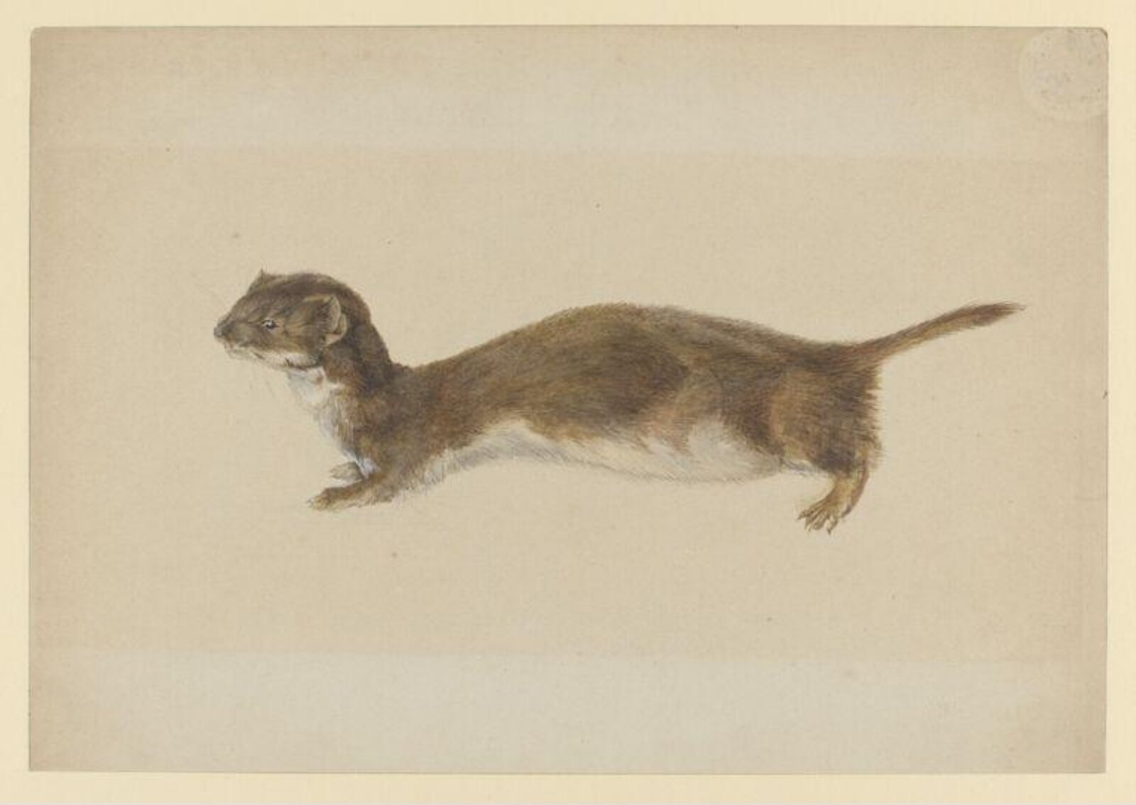 Watercolour, Beatrix Potter, 05/1888