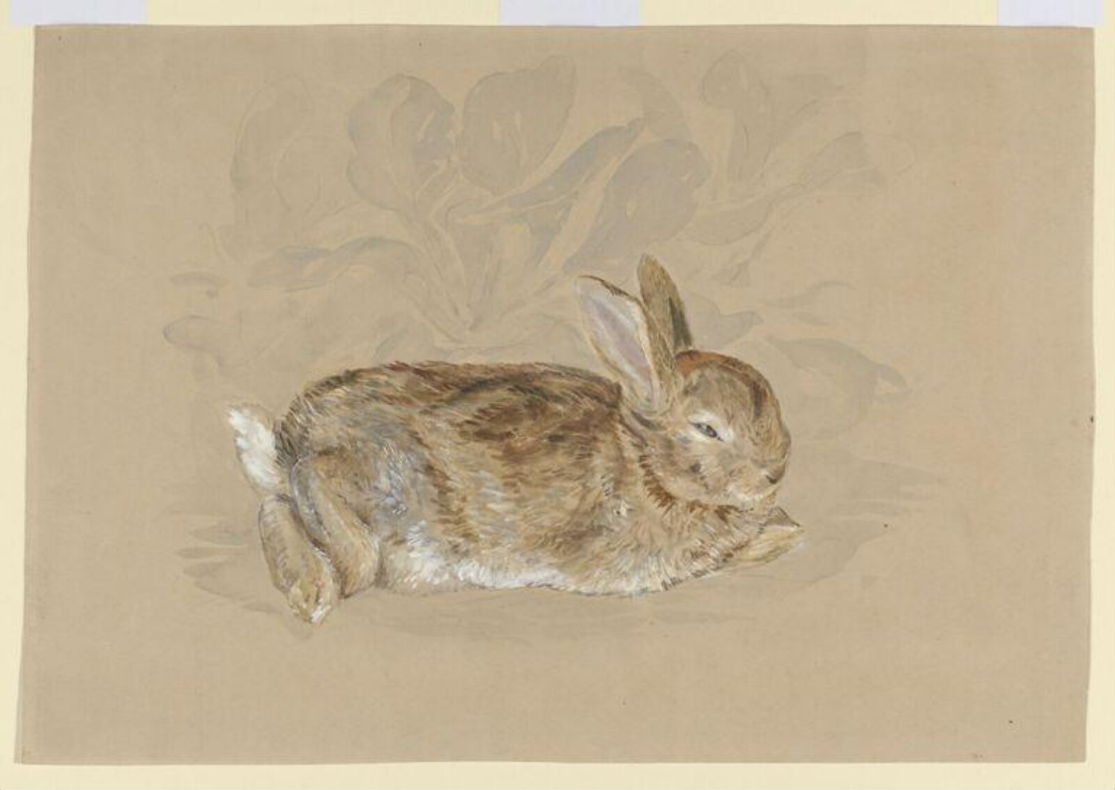 'Brer Rabbit' in a garden, Beatrix Potter, 1892