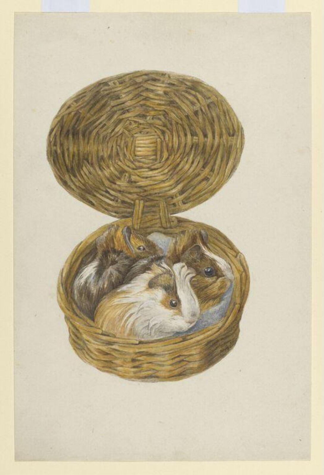 Watercolour, Beatrix Potter, 1893