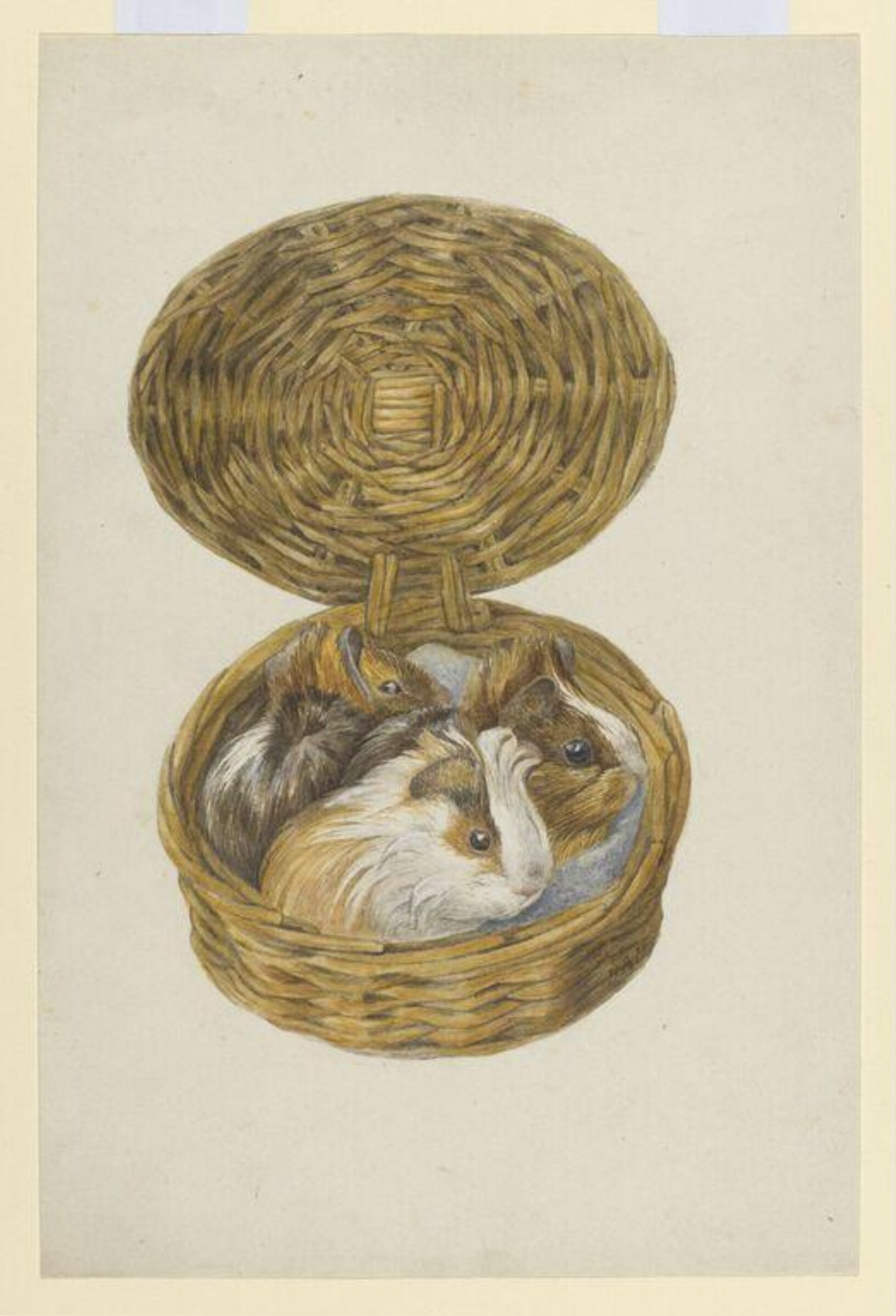 Watercolour, Beatrix Potter, 1893