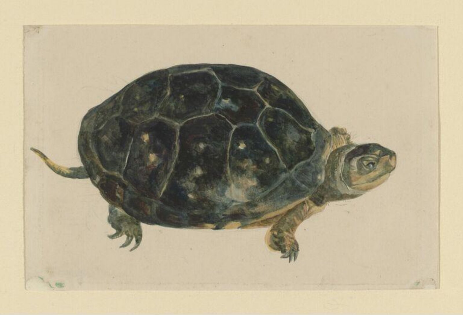 Watercolour, Beatrix Potter, ca.1905