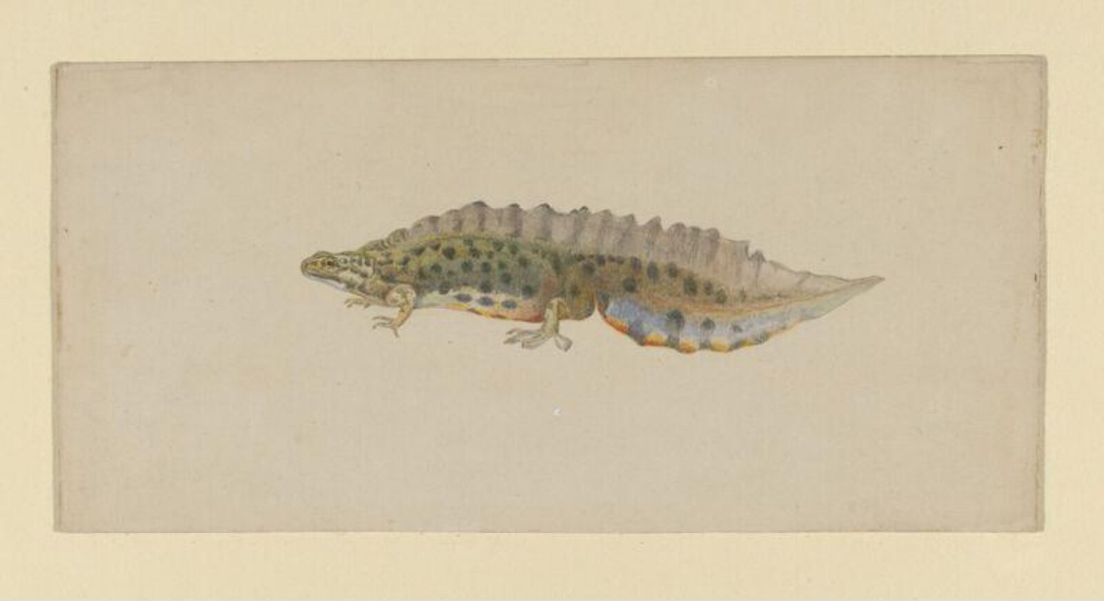 Watercolour, Beatrix Potter, 1886