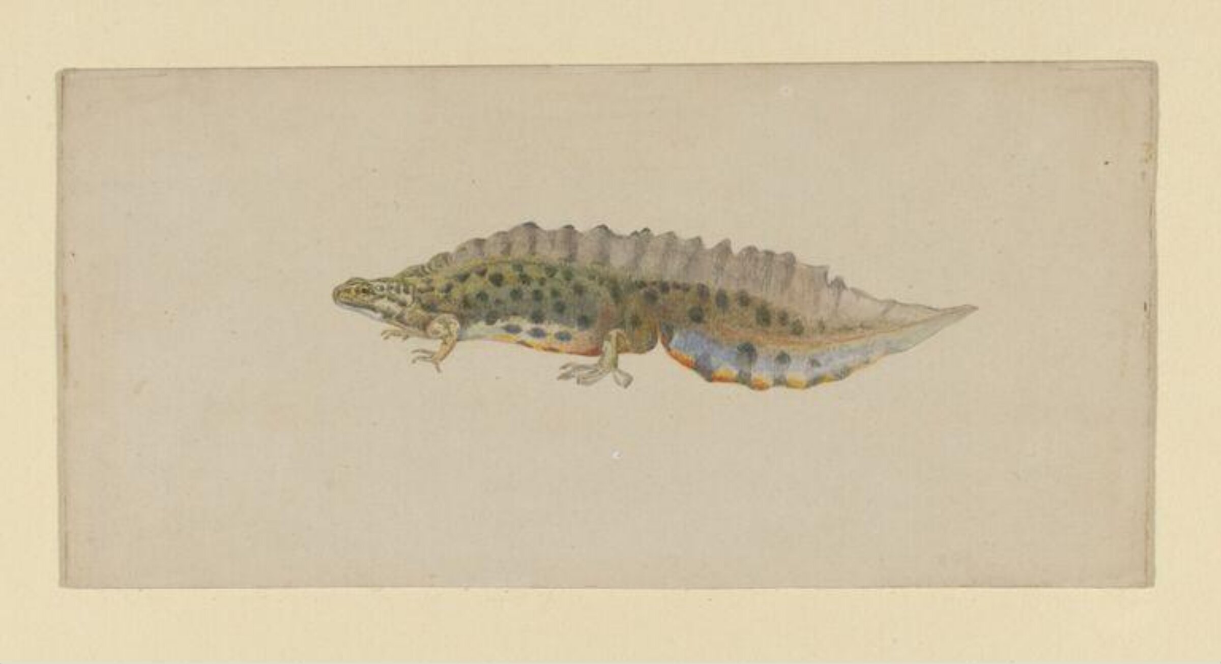 Watercolour, Beatrix Potter, 1886