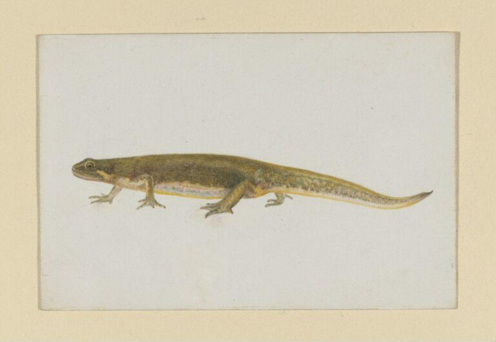 Watercolour, Beatrix Potter, 05/1886