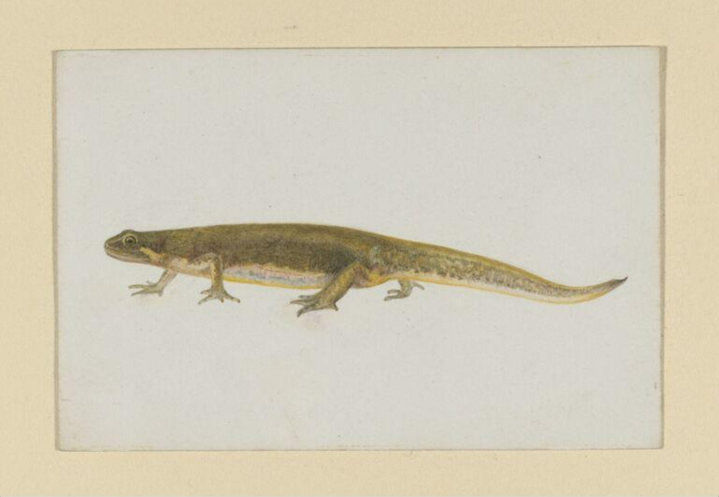 Watercolour, Beatrix Potter, 05/1886