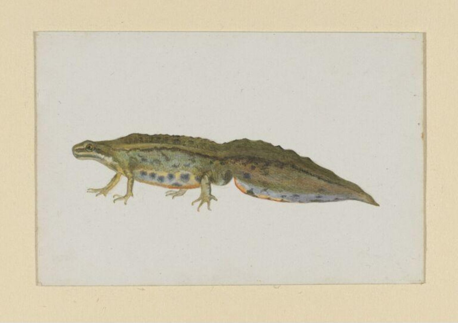 Watercolour, Beatrix Potter, 05/1886
