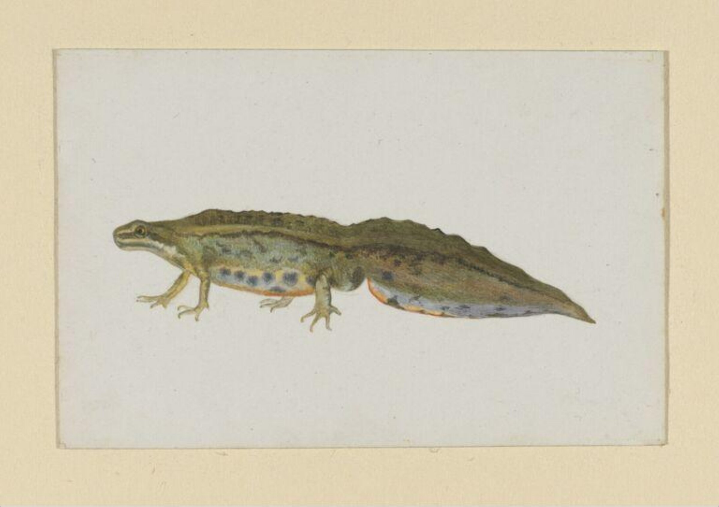 Watercolour, Beatrix Potter, 05/1886
