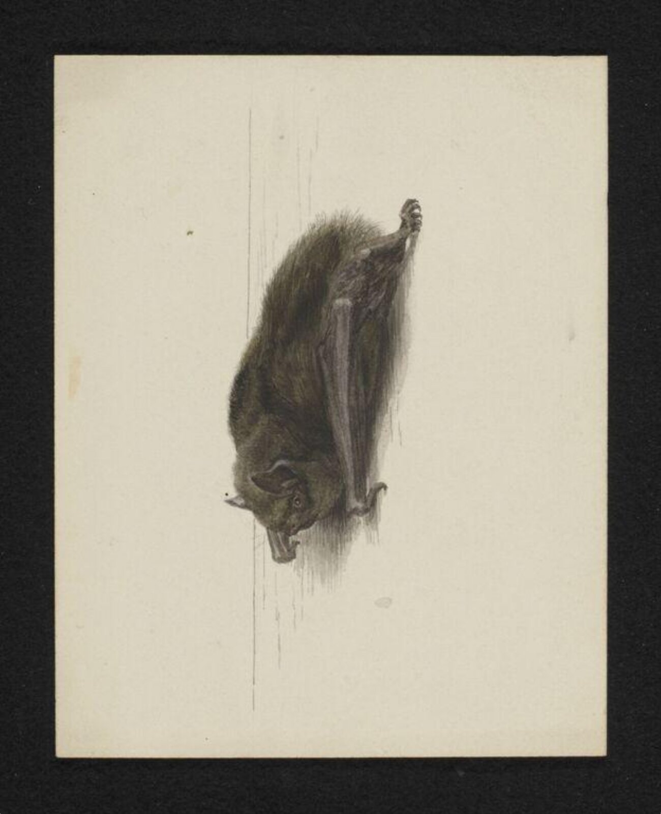 Watercolour, Beatrix Potter, 10/09/1887