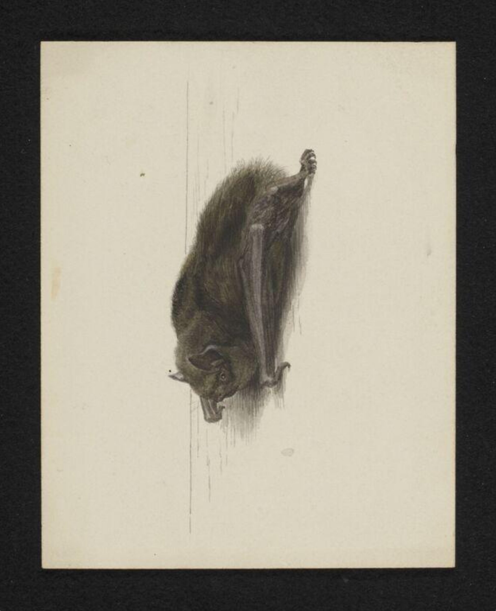 Watercolour, Beatrix Potter, 10/09/1887