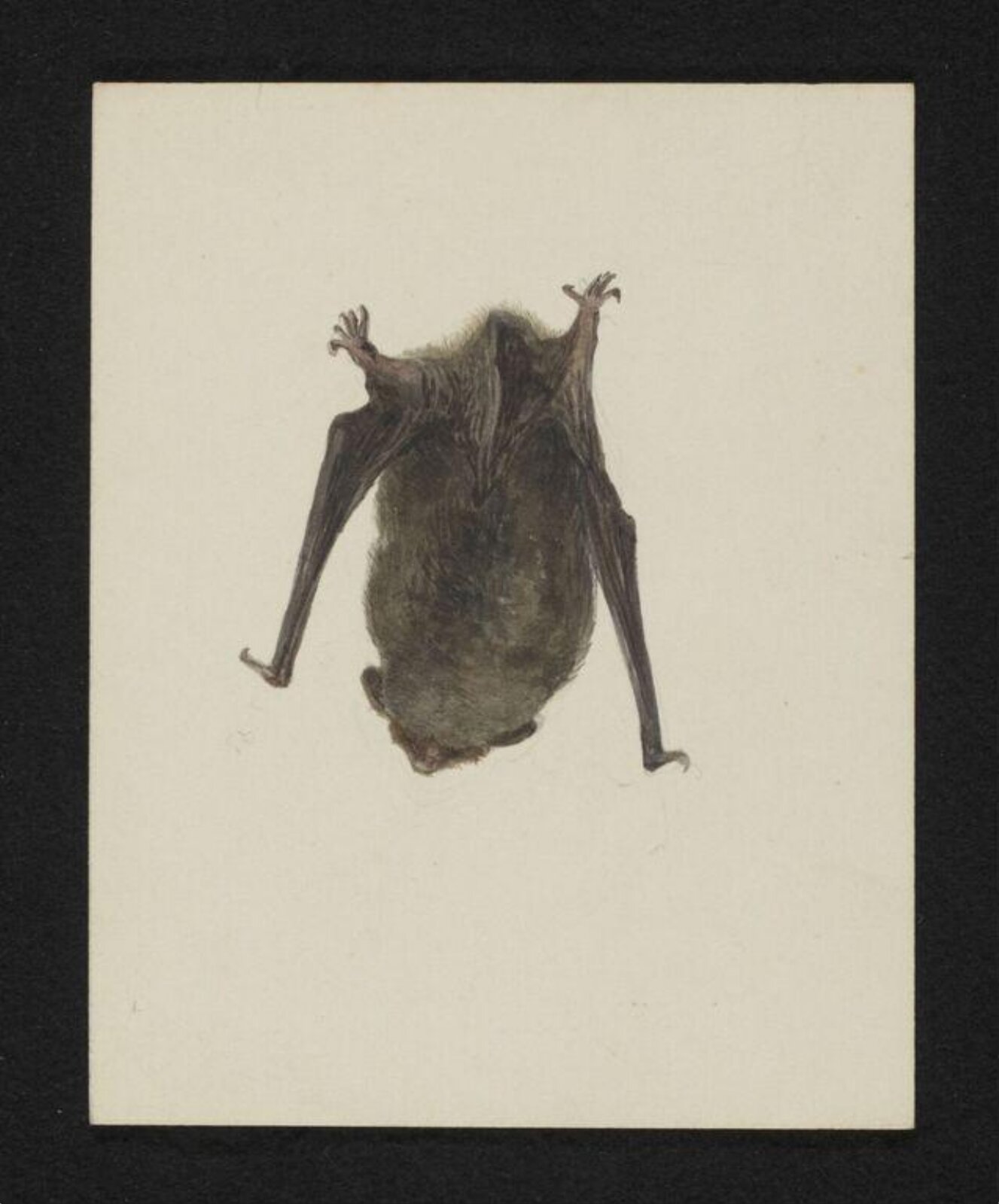 Watercolour, Beatrix Potter, ca.1885