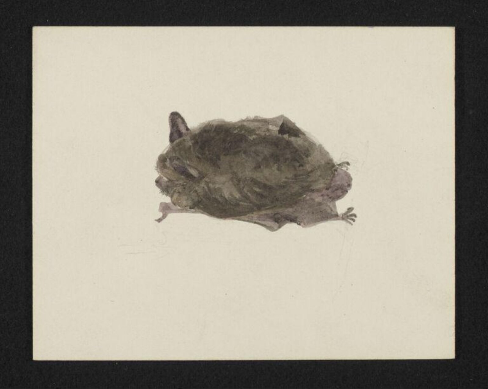 Watercolour, Beatrix Potter, 10/1888