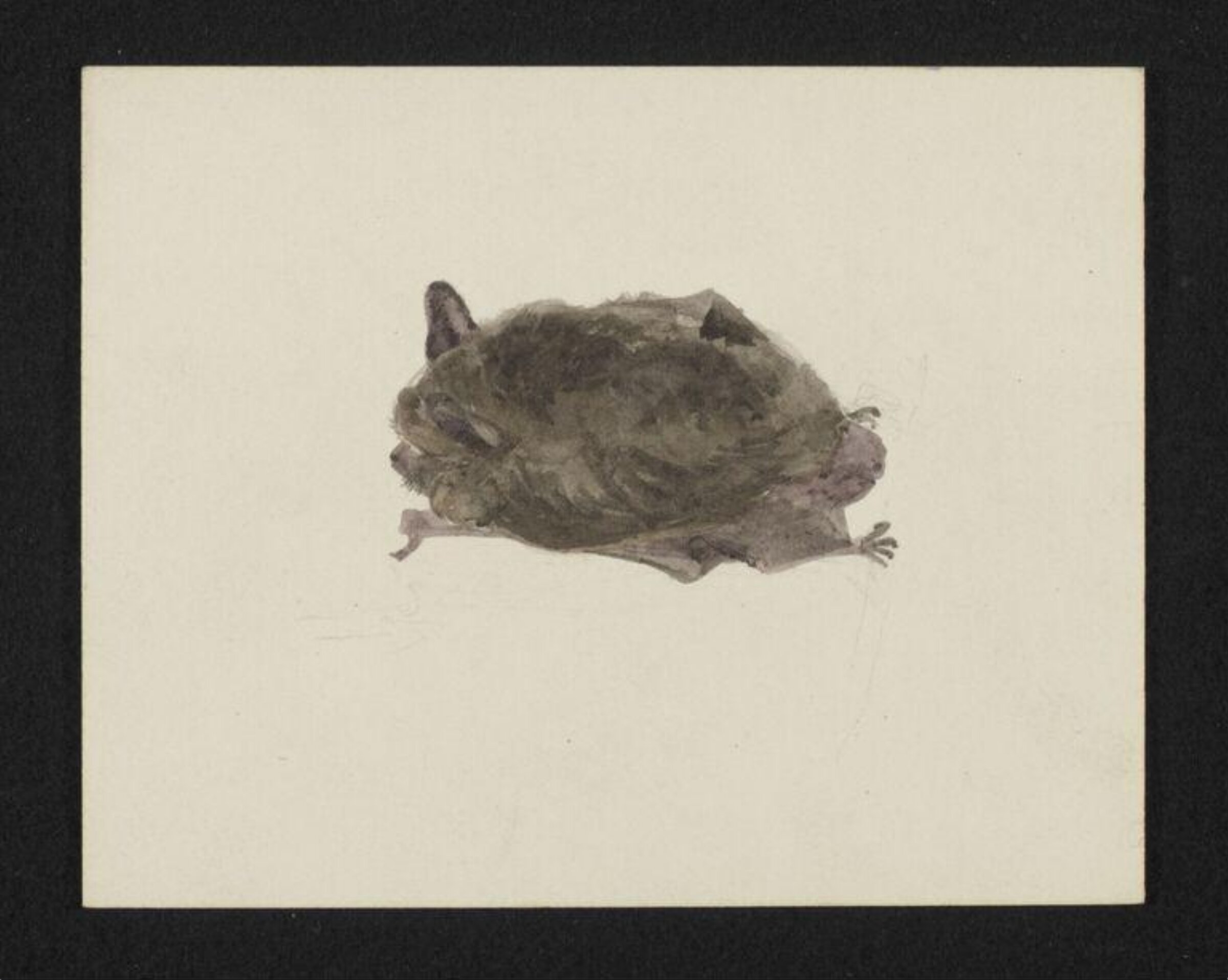 Watercolour, Beatrix Potter, 10/1888