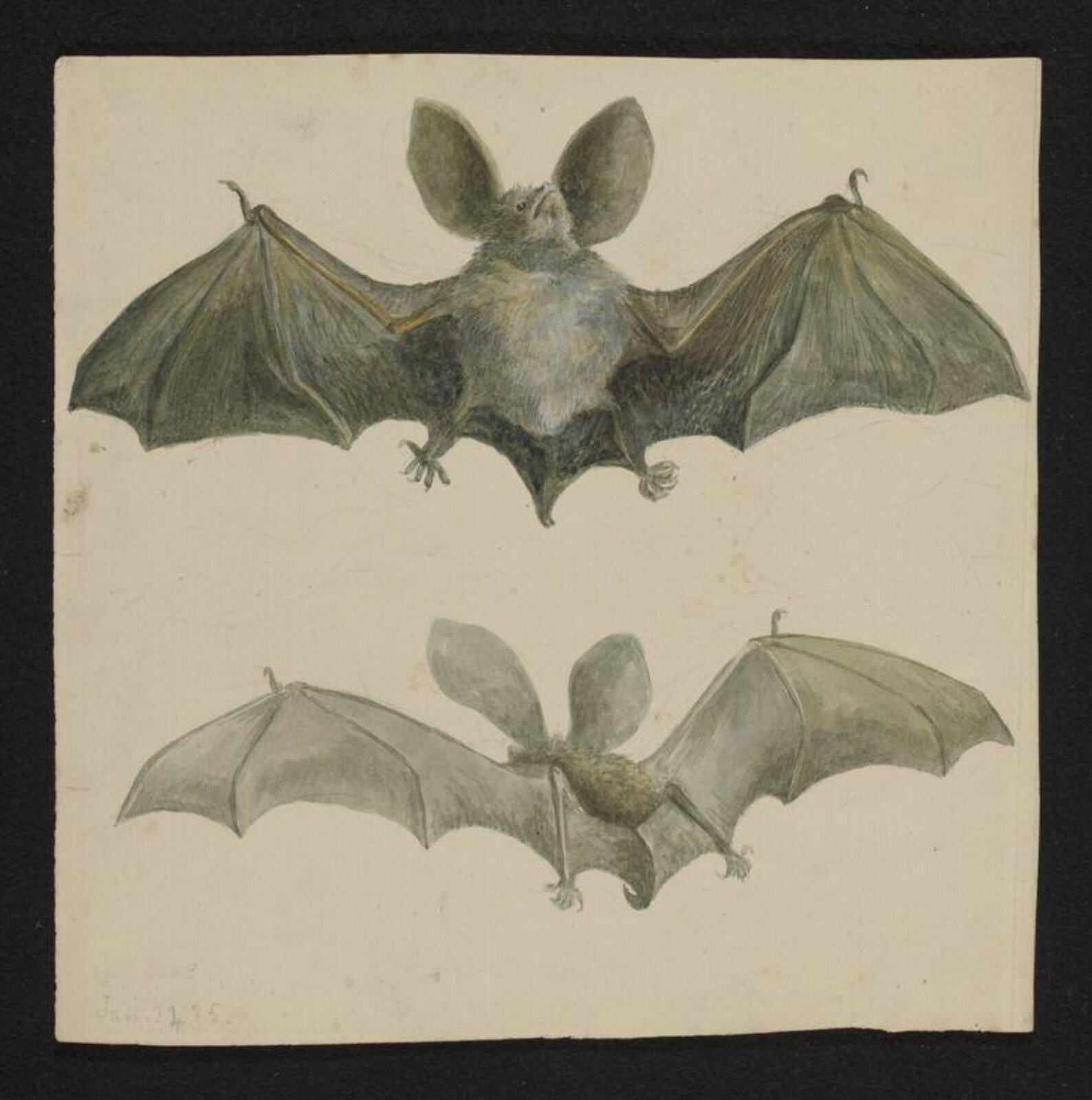 Watercolour, Beatrix Potter, 24/01/1885