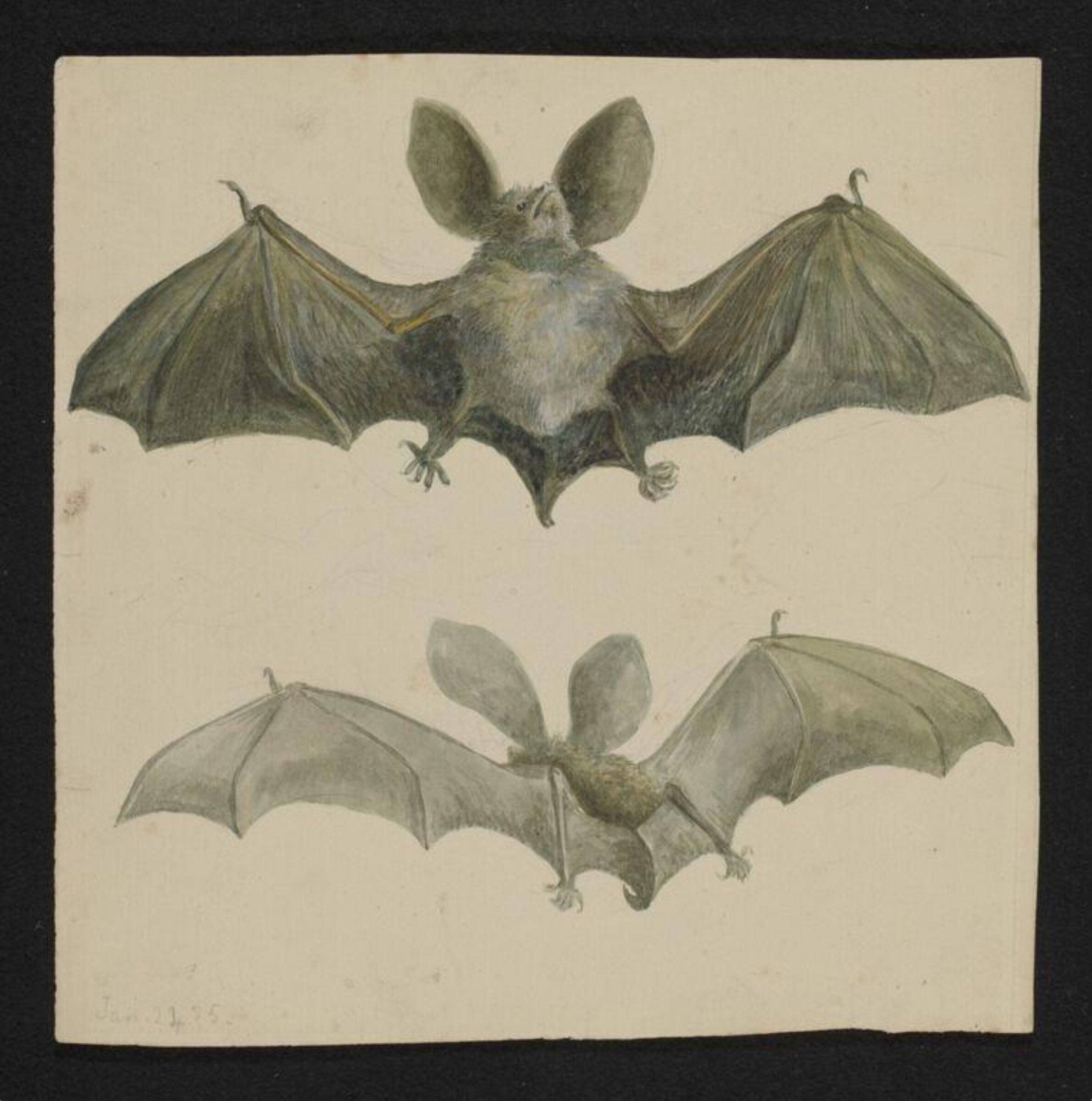 Watercolour, Beatrix Potter, 24/01/1885