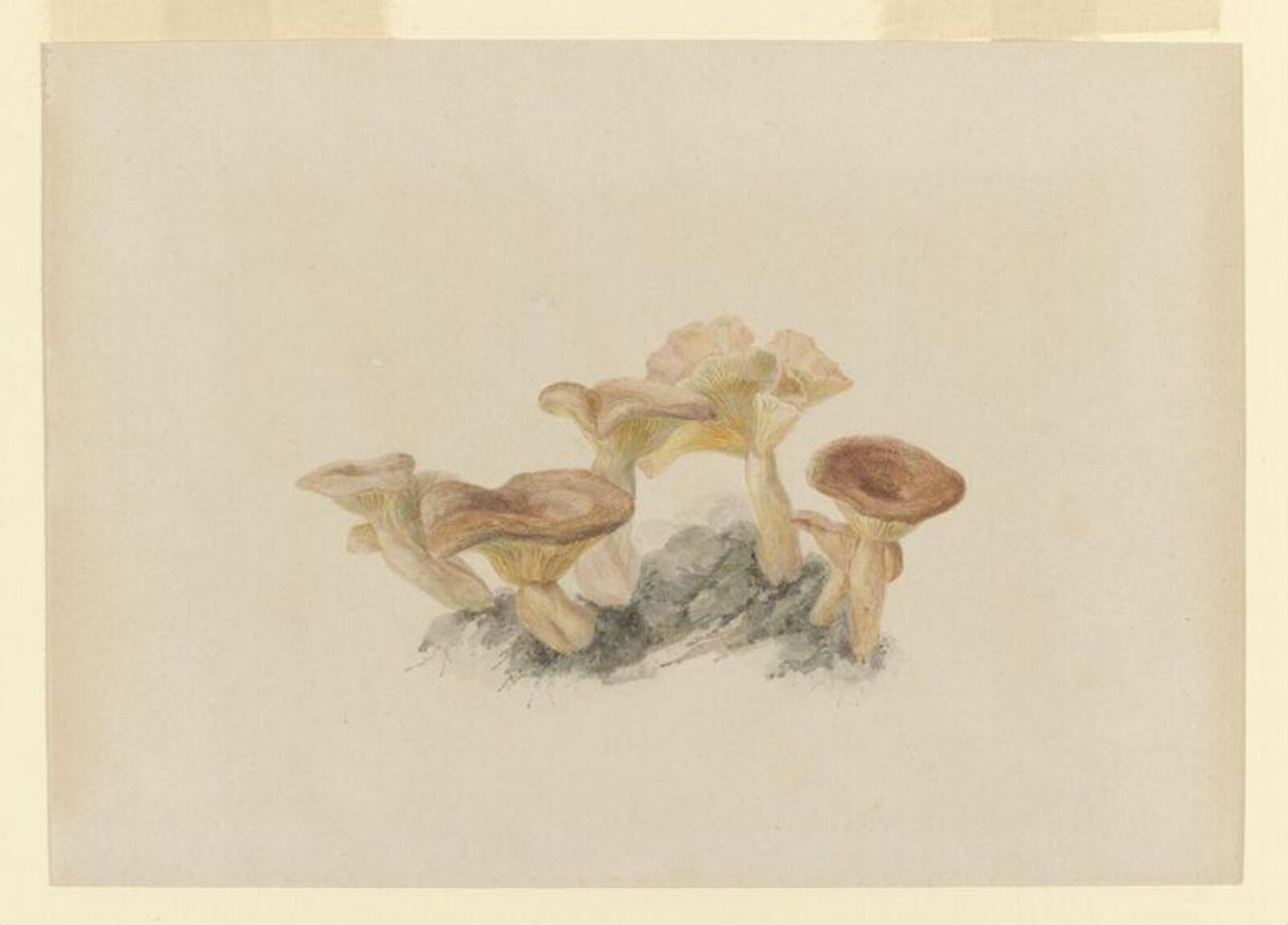 Watercolour, Beatrix Potter, ca.1885
