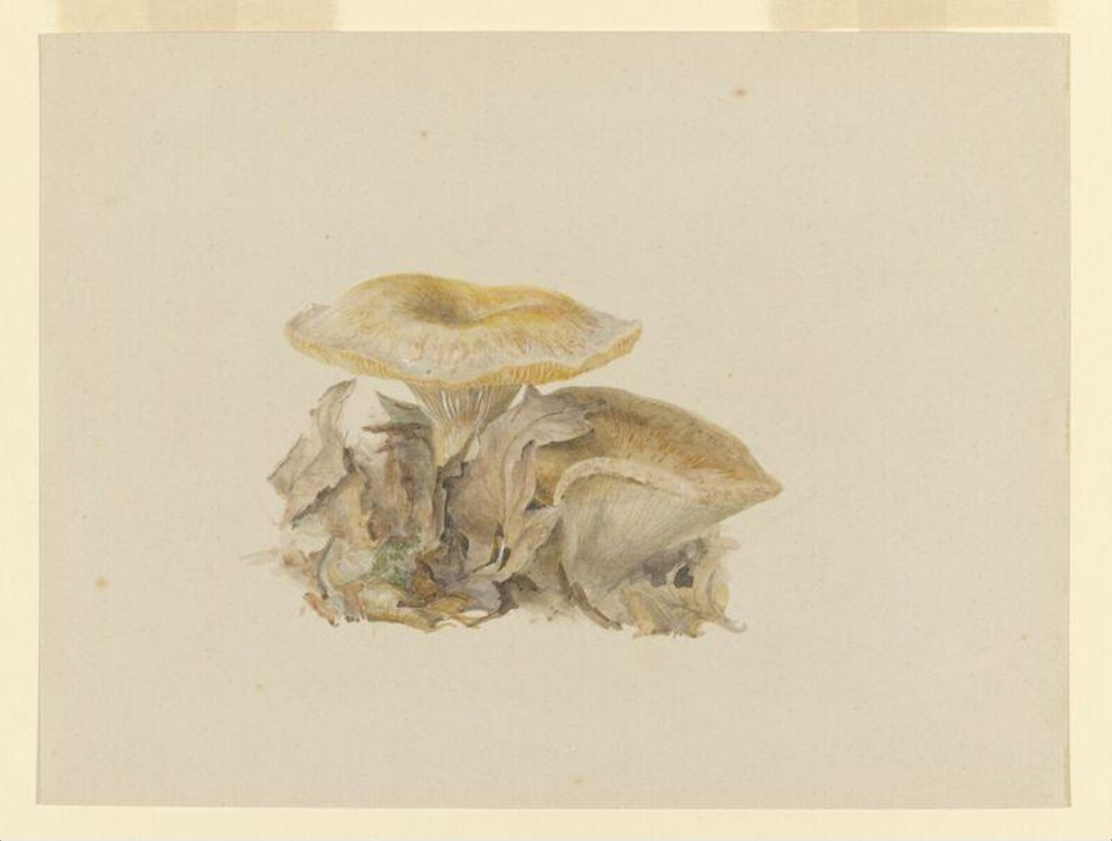 Watercolour, Beatrix Potter, ca.1890