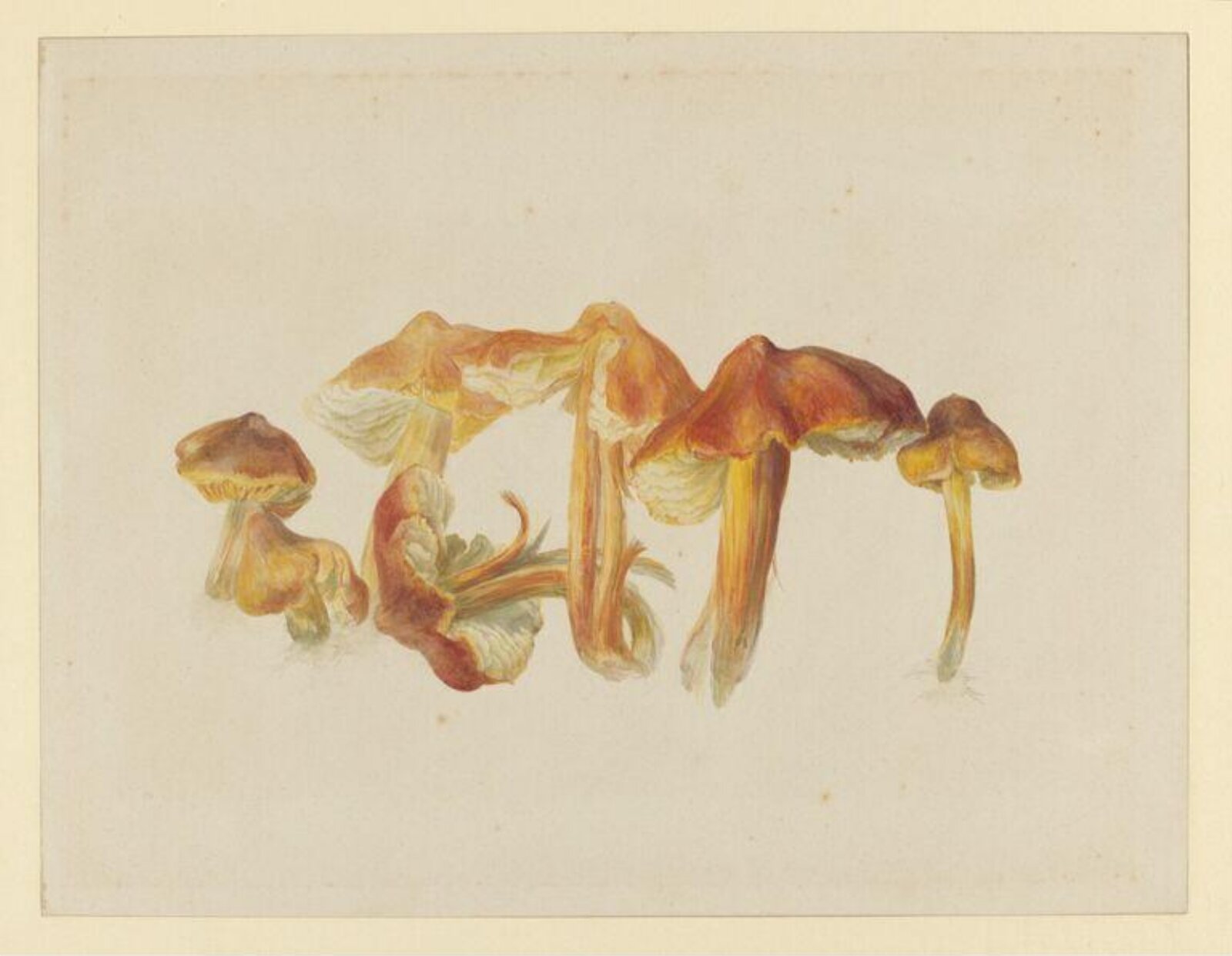 Watercolour, Beatrix Potter, 03/09/1888