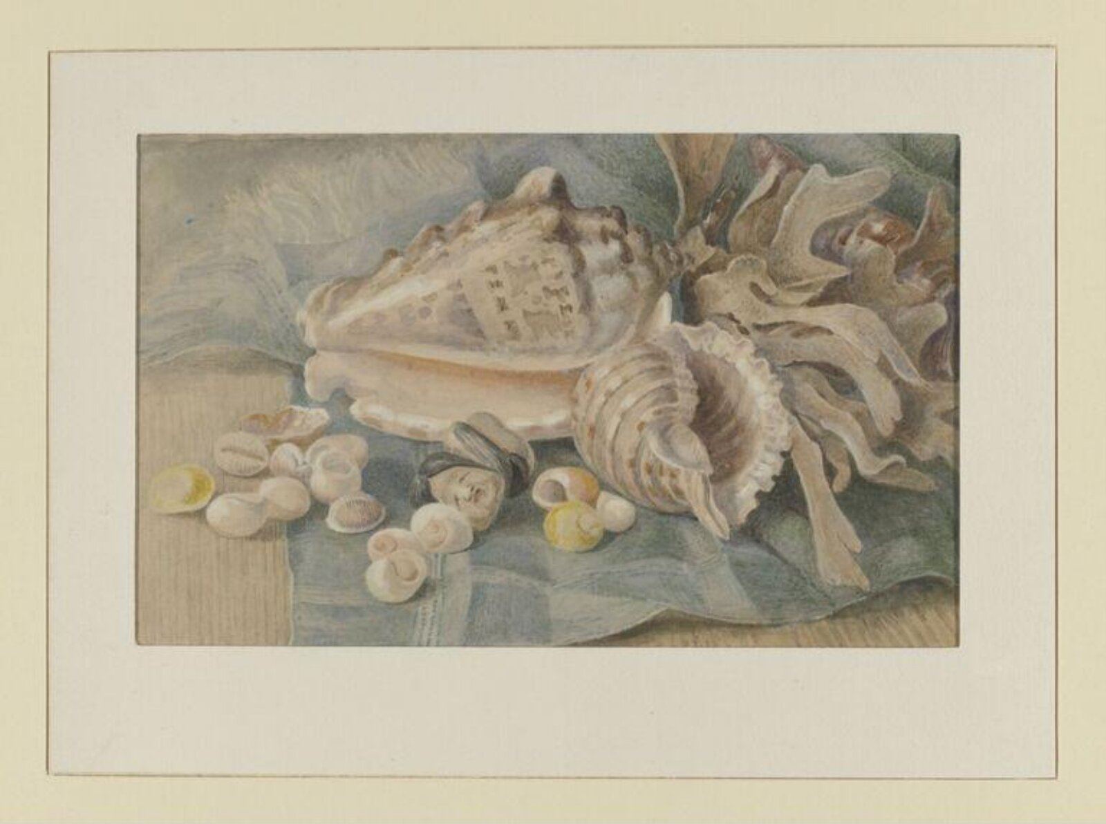 Shells and seaweed, Beatrix Potter, ca.1885
