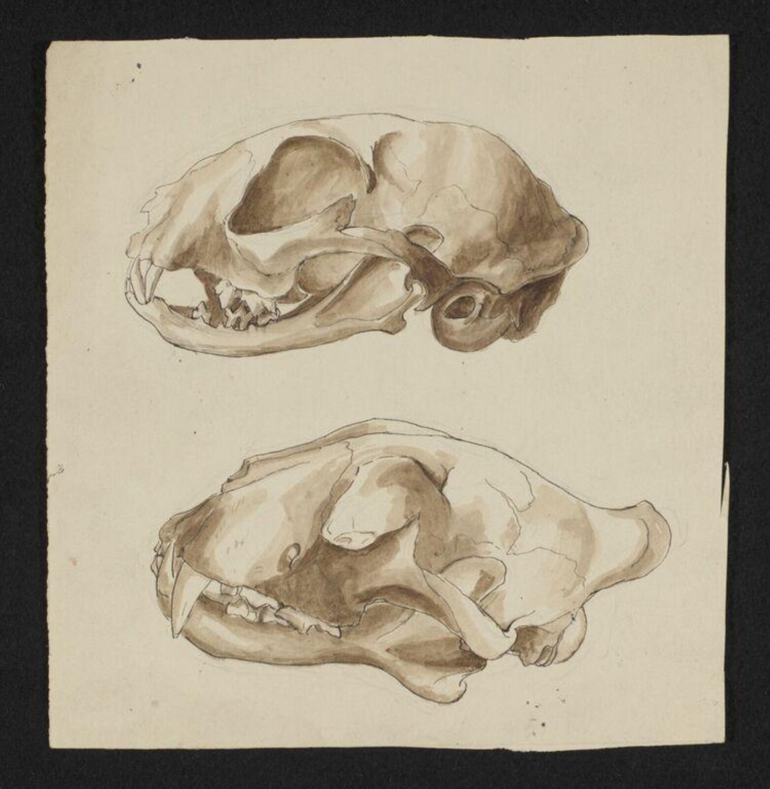 Watercolour, Beatrix Potter, ca.1895
