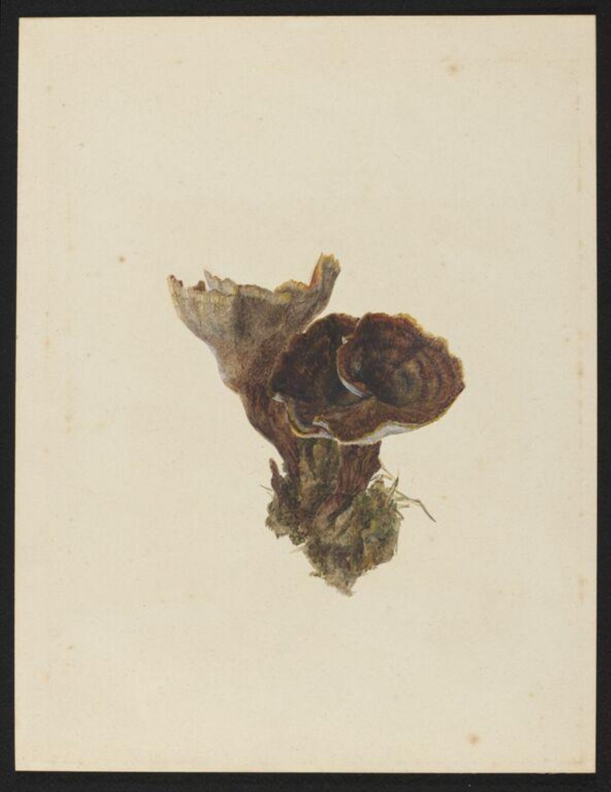Watercolour, Beatrix Potter, 14/08/1888