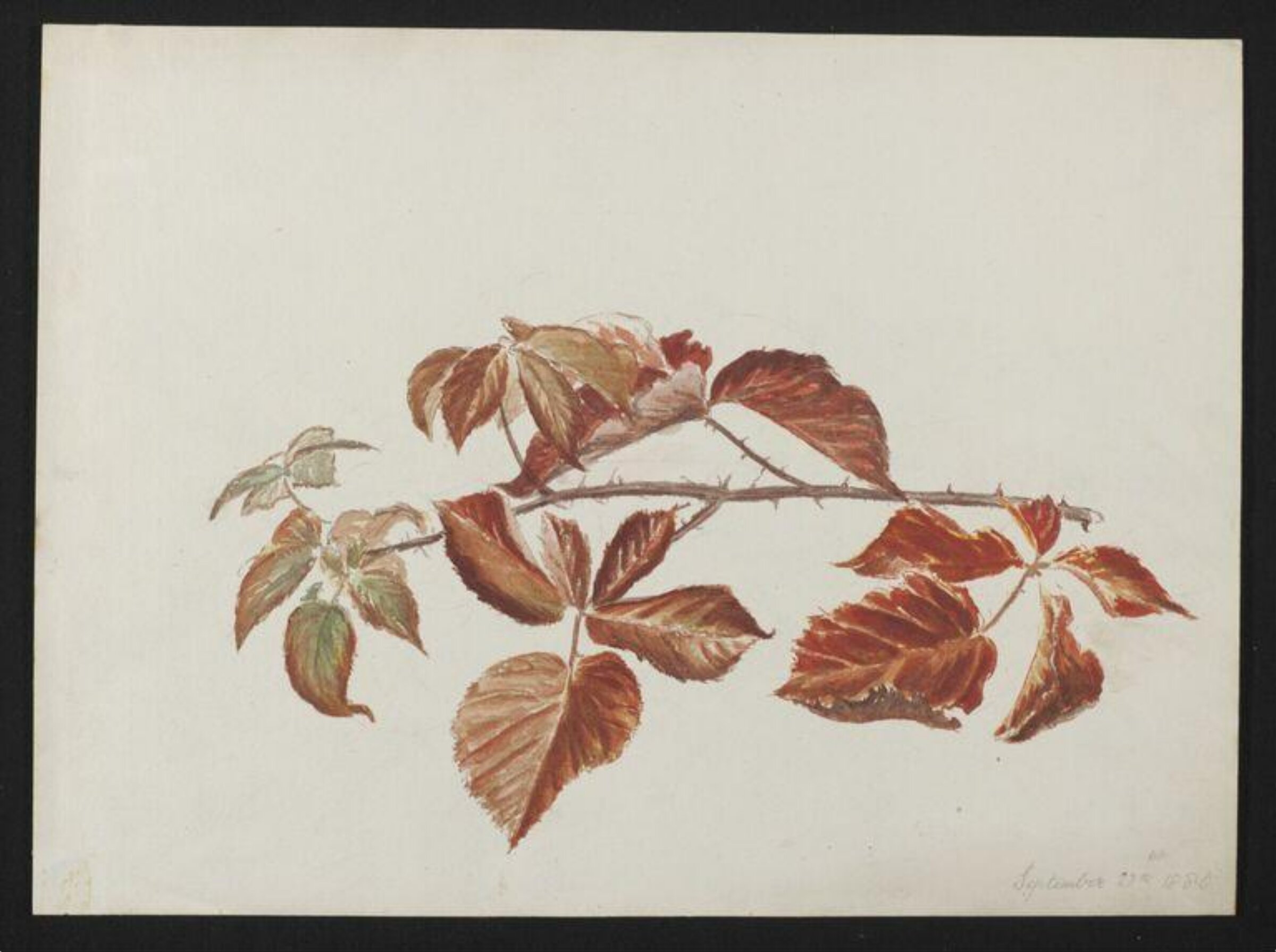 Watercolour, Beatrix Potter