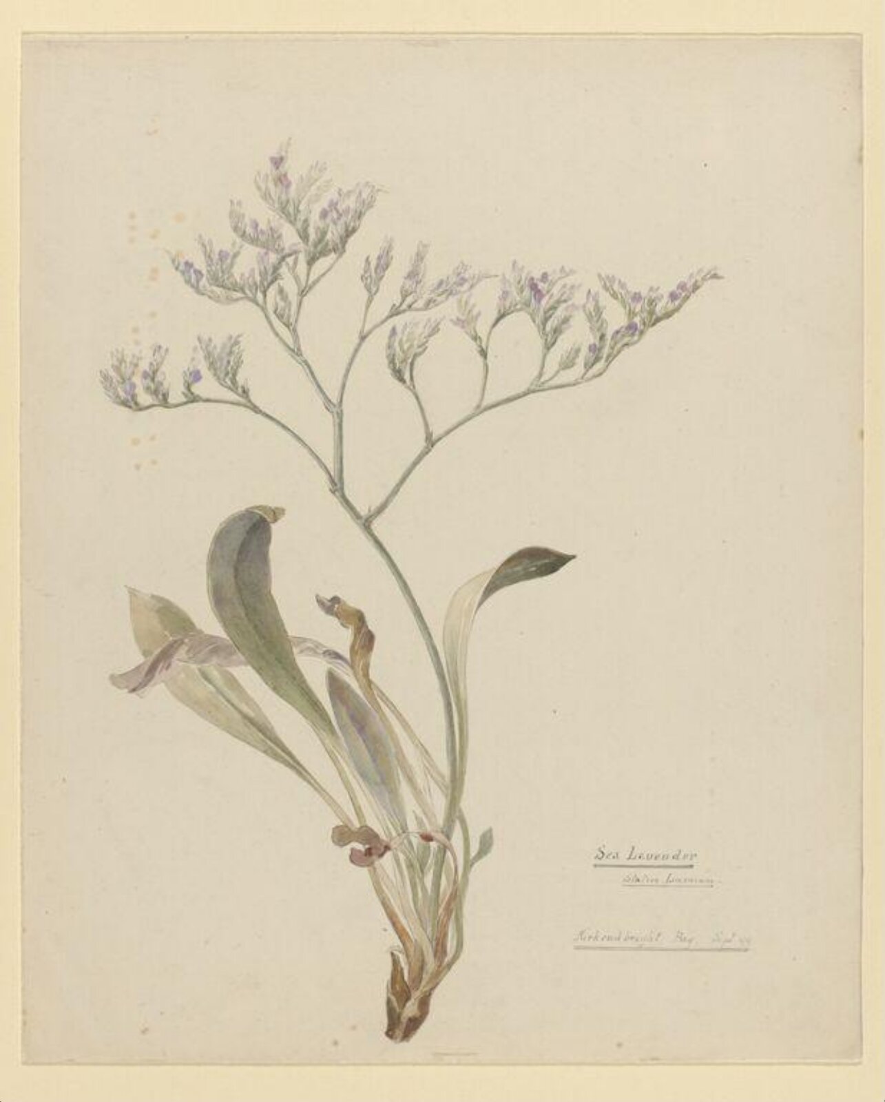 Watercolour, Beatrix Potter, 09/1899