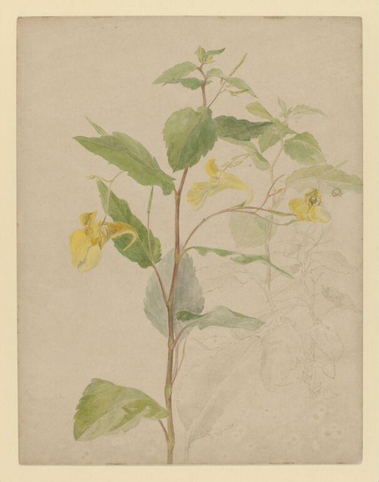 Watercolour, Beatrix Potter, ca.1900