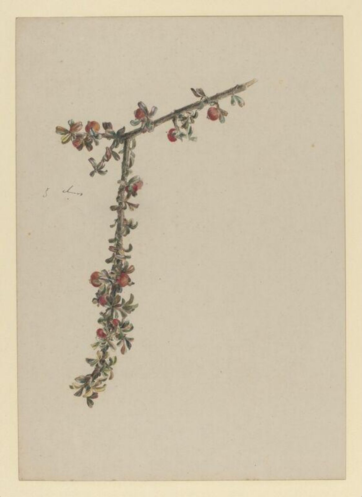 Watercolour, Beatrix Potter, ca.1890