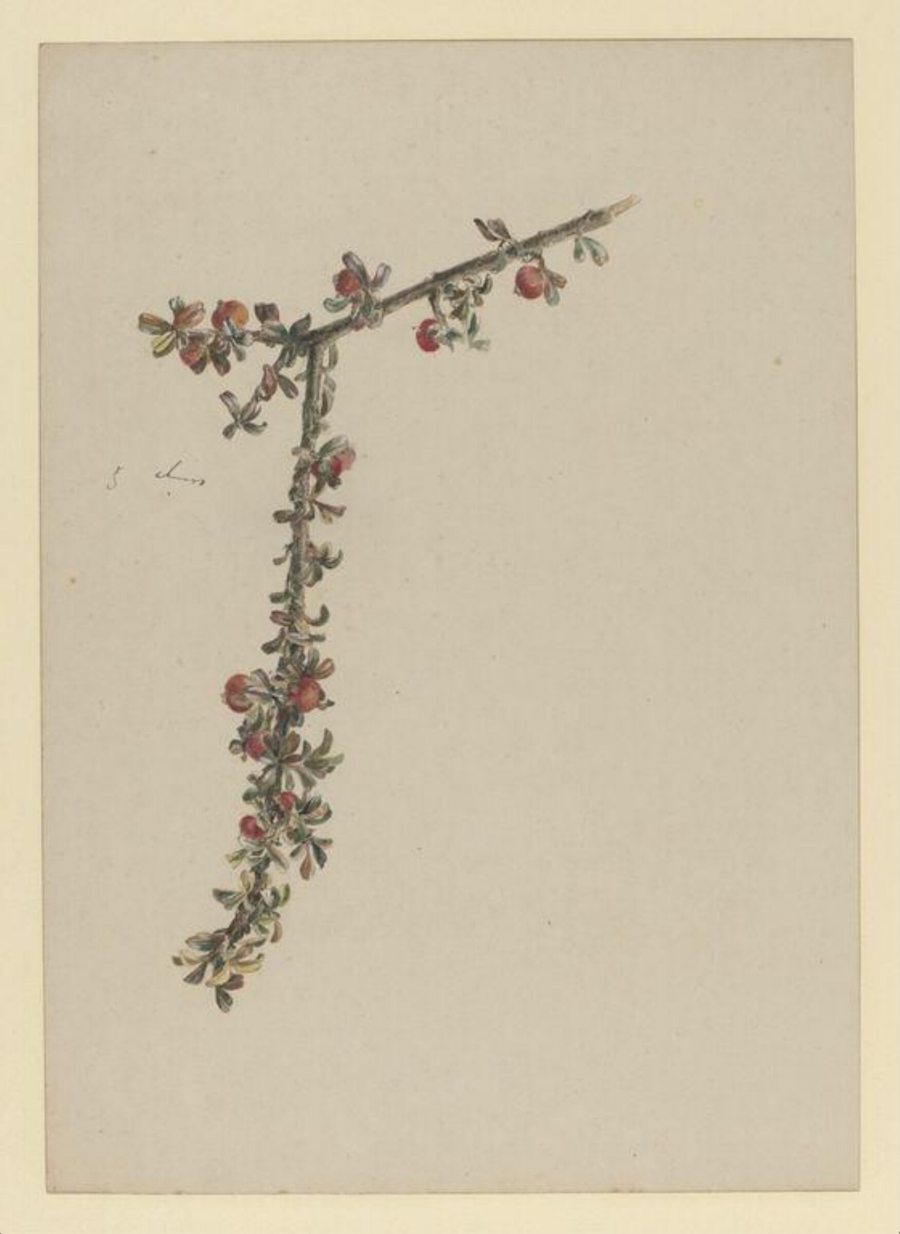 Watercolour, Beatrix Potter, ca.1890
