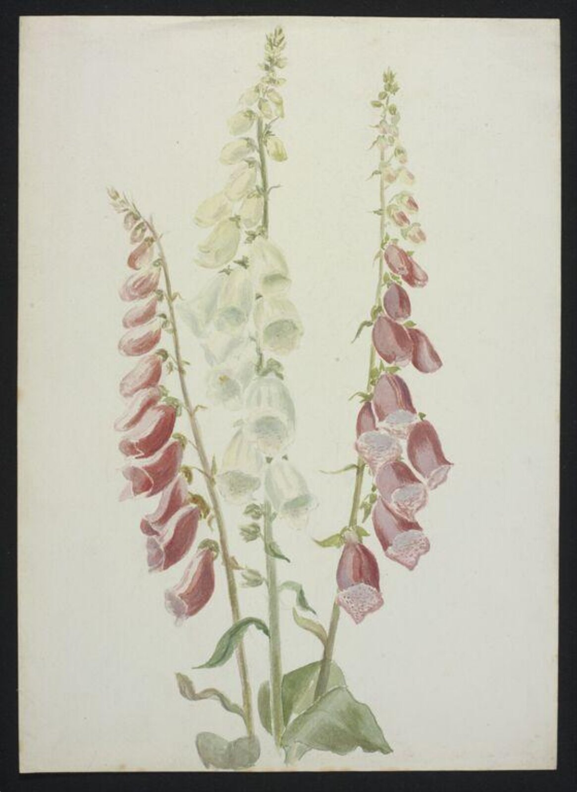 Watercolour, Beatrix Potter, ca.1883